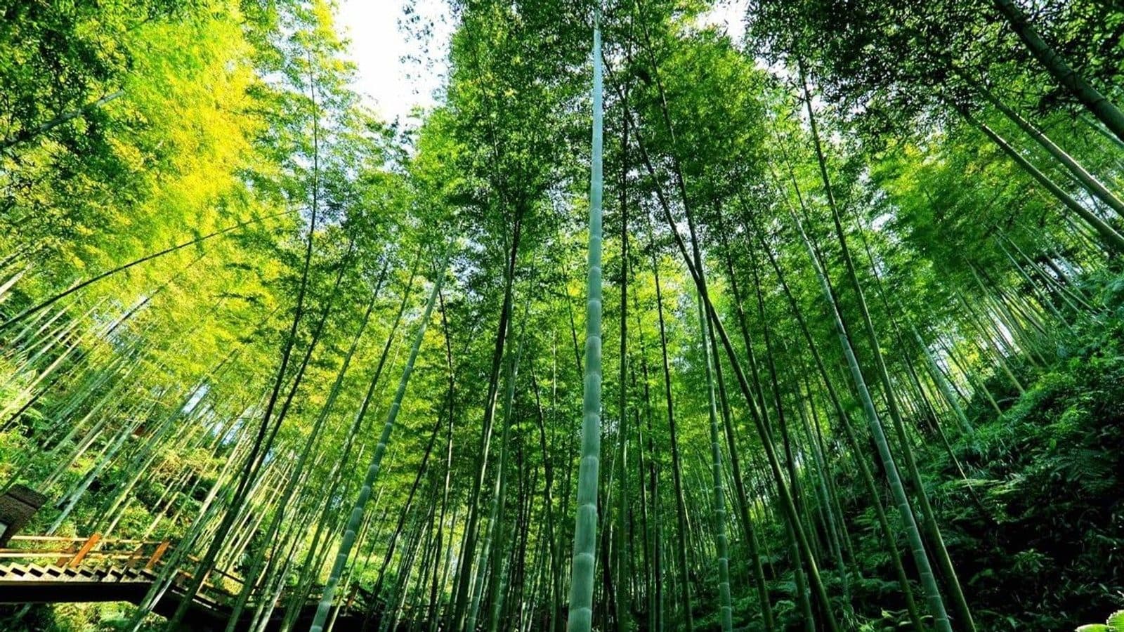赤水竹海